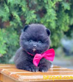 Teddy Face Black Pomeranian Yavrularımız 4