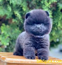 Teddy Face Black Pomeranian Yavrularımız 2