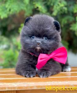 Teddy Face Black Pomeranian Yavrularımız 1