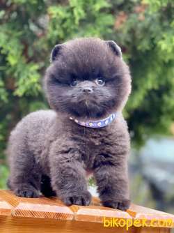 Teddy Face Black Pomeranian Yavrularımız 3