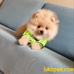 Teddy Face Boo Pomeranian Yavrular 3