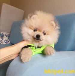 Teddy Face Boo Pomeranian Yavrular 1