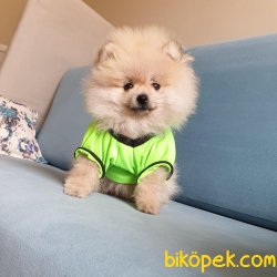 Teddy Face Boo Pomeranian Yavrular 4