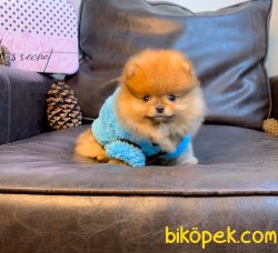 Teddy Face Boo Pomeranian Yavrular 1
