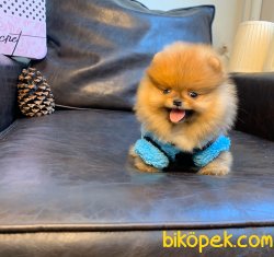 Teddy Face Boo Pomeranian Yavrular 2