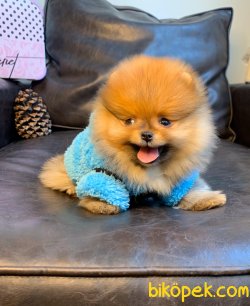Teddy Face Boo Pomeranian Yavrular 4