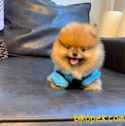 Teddy Face Boo Pomeranian Yavrular 3