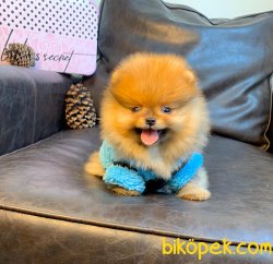 Teddy Face Boo Pomeranian Yavrular 5