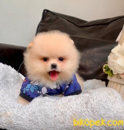 Teddy Face Boo Pomeranian Yavrular 3