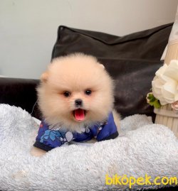 Teddy Face Boo Pomeranian Yavrular 2