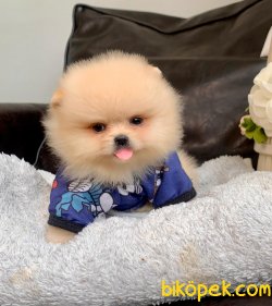 Teddy Face Boo Pomeranian Yavrular 1