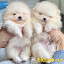 Teddy Face Boo Pomeranian Yavrular 1