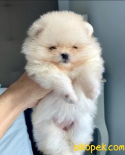 Teddy Face Boo Pomeranian Yavrular 3