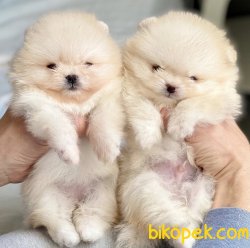 Teddy Face Boo Pomeranian Yavrular 2