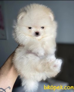 Teddy Face Boo Pomeranian Yavrular 4