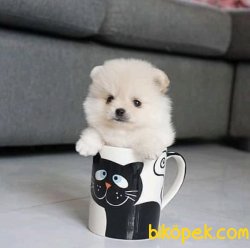Teddy Face Boo Pomeranian Yavrular 1