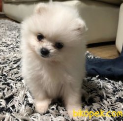 Teddy Face Boo Pomeranian Yavrular 2