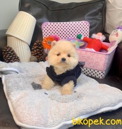 Teddy Face Boo Pomeranian Yavrular 2