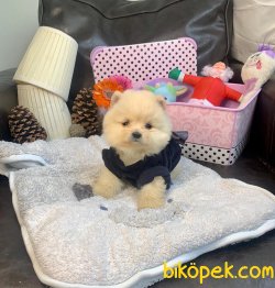 Teddy Face Boo Pomeranian Yavrular 1