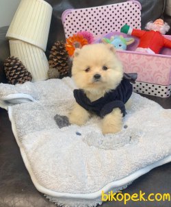 Teddy Face Boo Pomeranian Yavrular 3