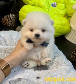 Teddy Face Boo Pomeranian Yavrular 2