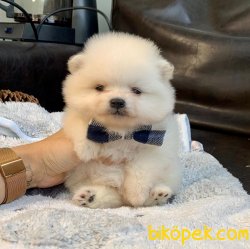 Teddy Face Boo Pomeranian Yavrular 1