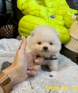 Teddy Face Boo Pomeranian Yavrular 3
