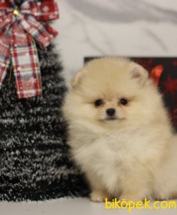 Teddy Face Boo Pomeranian Yavrular 3
