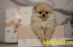 Teddy Face Boo Pomeranian Yavrular 1