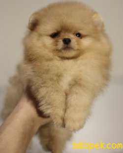 Teddy Face Boo Pomeranian Yavrular 2