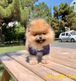 Teddy Face Boo Pomeranian Yavrular 3