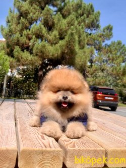 Teddy Face Boo Pomeranian Yavrular 4