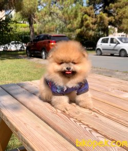 Teddy Face Boo Pomeranian Yavrular 5