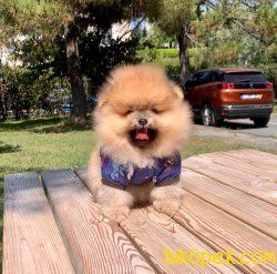 Teddy Face Boo Pomeranian Yavrular 2