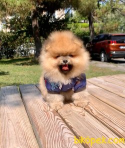 Teddy Face Boo Pomeranian Yavrular 1