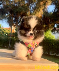 Teddy Face Boo Pomeranian Yavrular 3