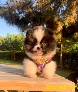 Teddy Face Boo Pomeranian Yavrular 2