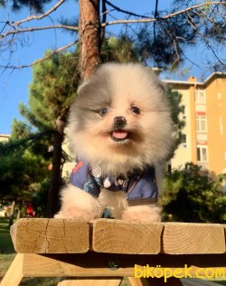 Teddy Face Boo Pomeranian Yavrular 1