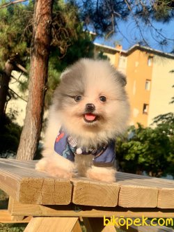 Teddy Face Boo Pomeranian Yavrular 4