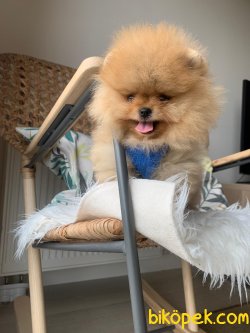 Teddy  Face Boo  Pomeranian Yavrular 1