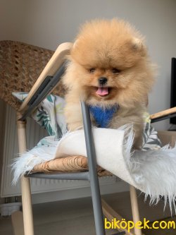 Teddy Face Boo Pomeranian Yavrular 2