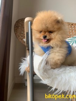 Teddy Face Boo Pomeranian Yavrular 2