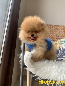 Teddy Face Boo Pomeranian Yavrular 3
