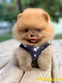 Teddy Face Boo Pomeranian Yavrular 1
