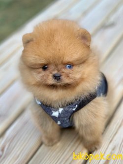 Teddy Face Boo Pomeranian Yavrular 4