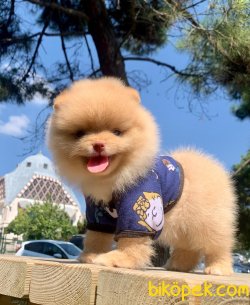 Teddy Face Boo Pomeranian Yavrular 3