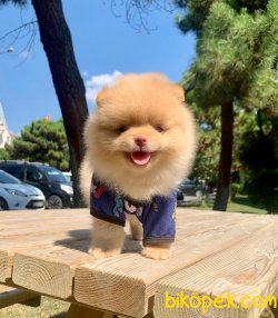 Teddy Face Boo Pomeranian Yavrular 2