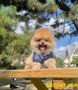 Teddy Face Boo Pomeranian Yavrular 1