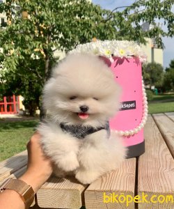 Teddy Face Boo Pomeranian Yavrular 1
