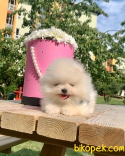 Teddy Face Boo Pomeranian Yavrular 2